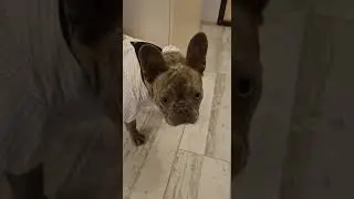 Людовик к свадьбе готов)) Французский бульдог