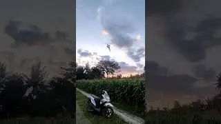 Layangan pocong bocil muncul dari kebun jagung 