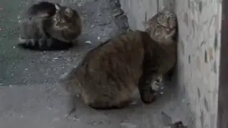 Дворовые коты метят территорию / Yard cats mark territory