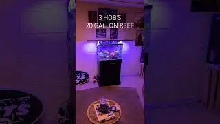 Reef Tank (3 HOB FILTERS- 20 GALLON REEF TANK) #reeftank #nanoreeftank