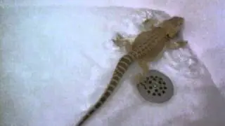 Rescue dragon swimming