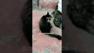 cat videos| videos for cats to watch |funny cat videos |funny video |documental de animales