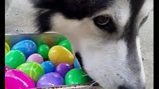 YOU CAN'T HIDE A HOTDOG FROM AN ALASKAN MALAMUTE