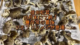 信州松茸　長い豊作もいよいよ終了　シモフリシメジにバトンタッチ