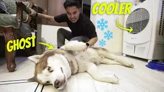 GHOST ke liye Cooler lena hi padha | The Himalayan husky