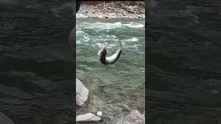 ВОТ ЭТО МОНСТР 🤣🤣🤣 #хариус #рыбалканахариуса #flyfishing #grayling #горнаярыбалка #алтай #shorts