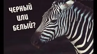 Каким цветом зебра на самом деле? | Черный или Белый?