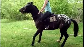 Конна база 