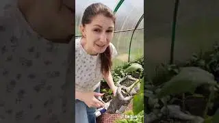 ПЕРЦЫ ЛЮБЯТ КУЧНУЮ ПОСАДКУ 20-25 см