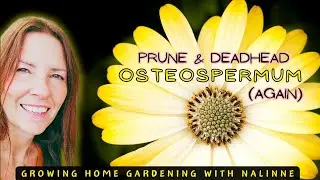 Osteospermum Pruning Close-up 🌼 Growing Home Gardening #africandaisy