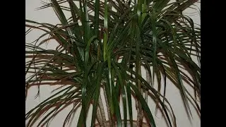 Очистка воздуха #Aircleaning Полезные растения #Healthyplants