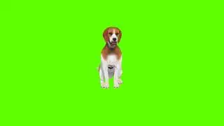 Dog 🐕 Green Screen No Copyright Cartoon Animation Video