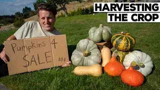 Did We Make Any Money? 💰 Pumpkin Side Hustle Pt.2