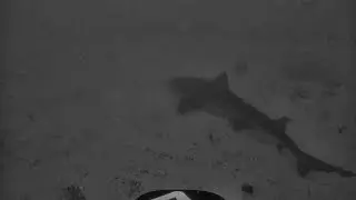 Supsurfing with Sharks at Corralejo / Fuerteventura / Spain
