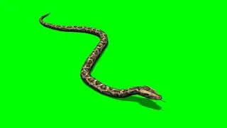 Snake 60 || Green Screen Videos