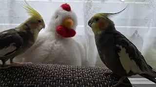 Cockatiel Tales - Intimacy