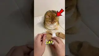 This Cat Has Too Much Fur 