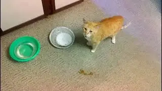 The Song of Cat Hunger