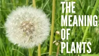 Dandelion - The Meaning of Plants