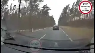 Олени на трассе