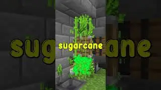 sugarcane farm short