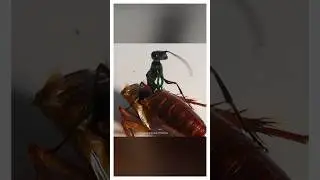 Cockroach - sleeping bag for Emerald Wasp