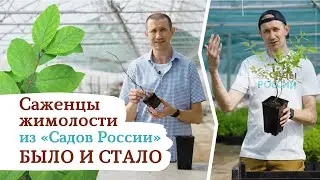 Саженцы жимолости из 