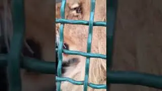 Мурлыка😍👍🦁❤