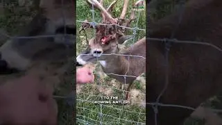 Why Deers/Buck Injured Themselves?
