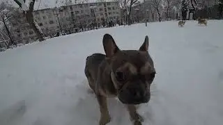 РЕАКЦИЯ БУЛЬДОГА НА СНЕГ