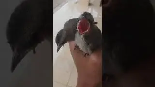 Anakan Trucuk jinak di rawat dari belum tumbuh bulu(Bantu subscribe ya temen