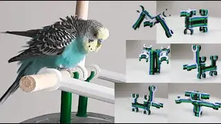 Hand crafting set for budgies.Строительный набор для волнистых попугаев.