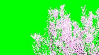 Cherry Blossom Tree with Petals No.5 HD Animation - green screen effect & overlay