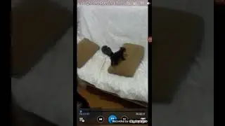 Угарное  видео  до слез 😂😂