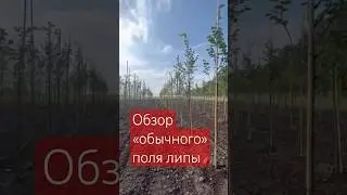 Самое «обычное» поле липы в питомнике