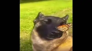 Perro con mariposa