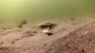 fishing for summer flounder / fluke a underwater camera view