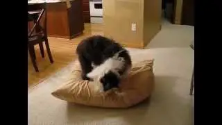 Simon can't get comfy
