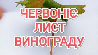Одна із причин почервоніння листя винограду