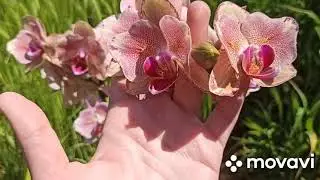 Домашнее цветение яркого Пират Пикоти💥🦋🦋🦋