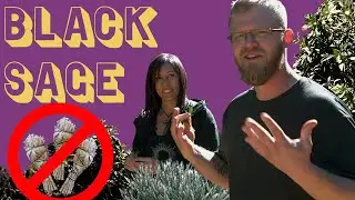 Black Sage in Los Angeles?! - FTF Shorts