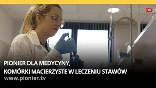 Czas nauki: PIONIER dla medycyny, komórki macierzyste w leczeniu stawów