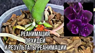 Orchid Resuscitation Results || Malvina and ABBA Orchid || Baby Orchid on a Stump 🌺