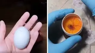 Как вырастить цыпленка из открытого яйца