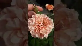 Что цветёт на юге в жару  t°35-50 🤔