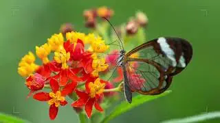 the butterfly