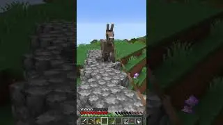 Donkey Drama #minecraft