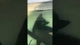 #шайлураптор #индоминусяйца