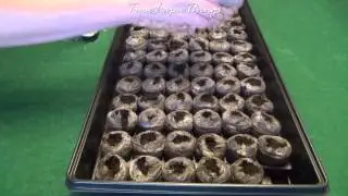 Fertilizing Seedlings in Growing Kit 200x TIME LAPSE speed