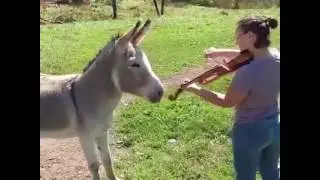 Donkey loves sound of the violin ❤️